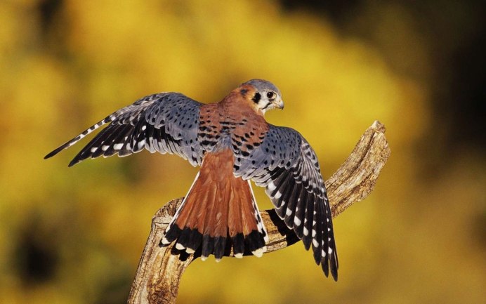 Дербник (Falco columbarius)