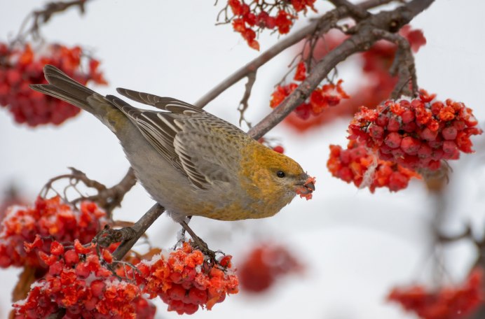 Щур птица самка