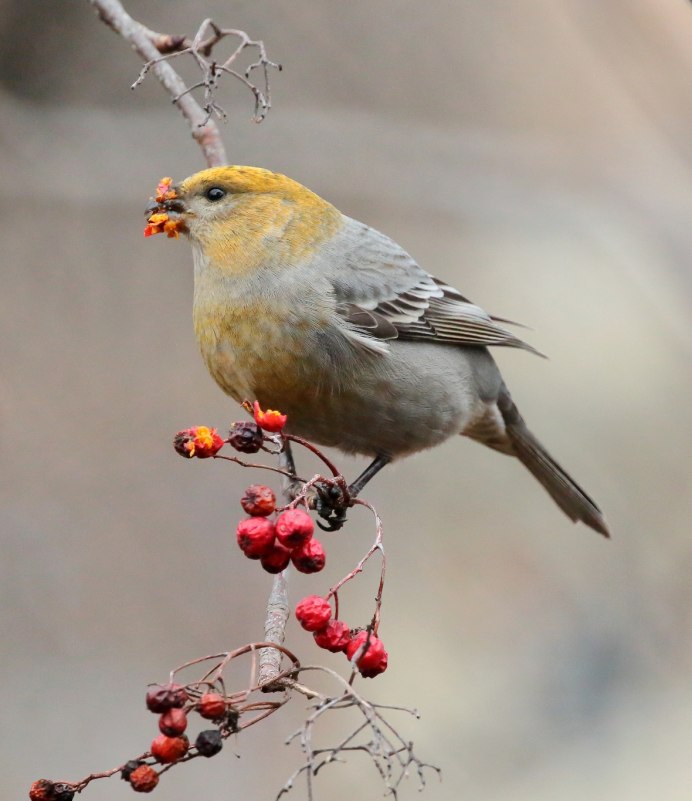 Вьюрковые: , Щур