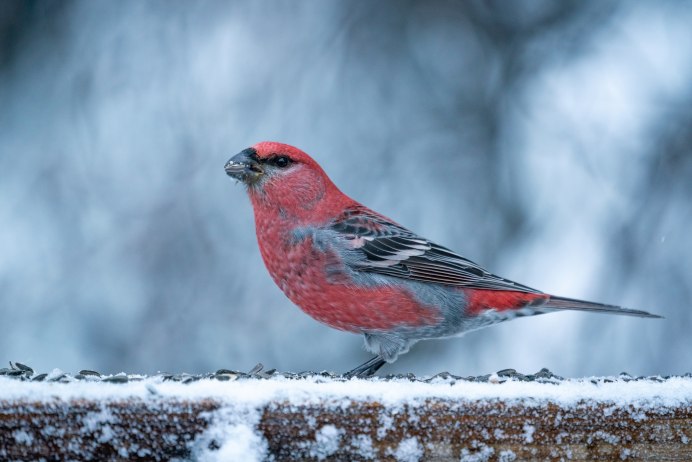 Птица Щур обыкновенный Щур