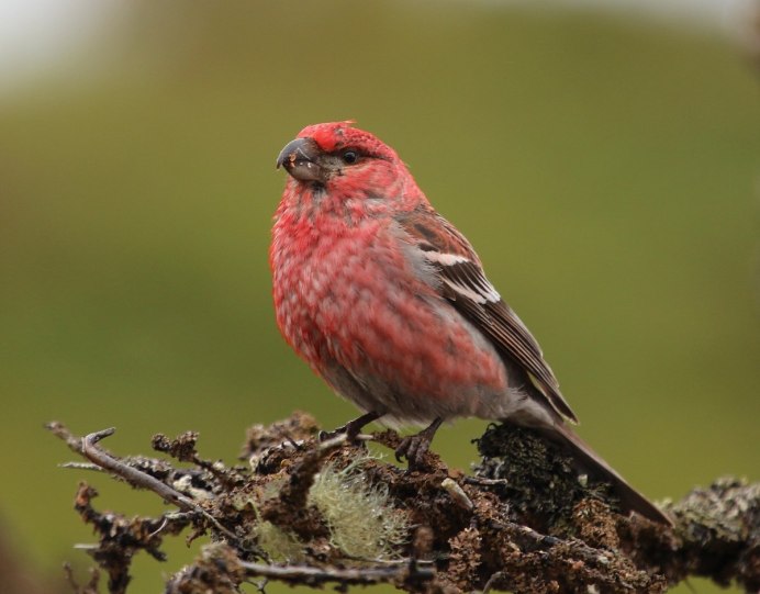 Птица Щур обыкновенный Щур