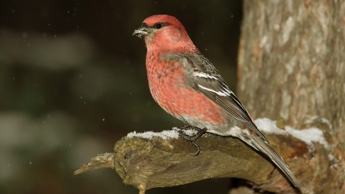 Таёжный Щур