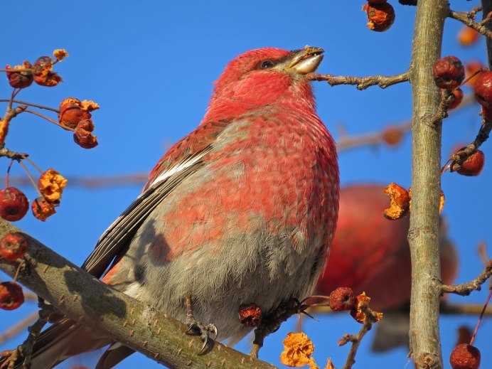 Клест Дубовик