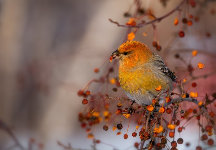 Pine Grosbeak птица