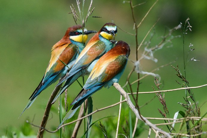 Rosefinch птица