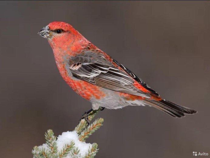 Вьюрковые: , Щур