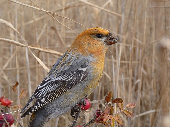 Птица обыкновенная чечевица самец и самка