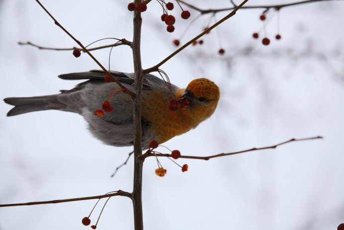 Семейство: Вьюрковые (Fringillidae)