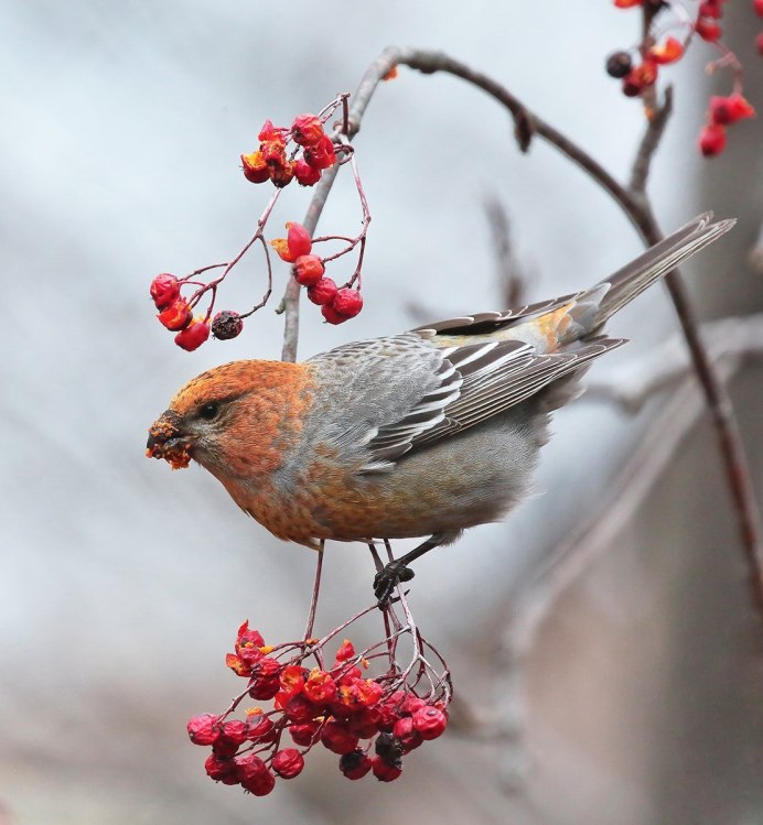 Щур - pinicola enucleator