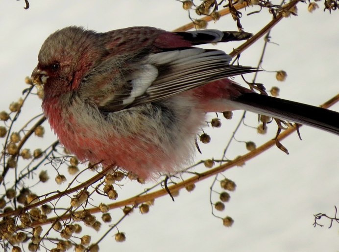 Таёжный Щур