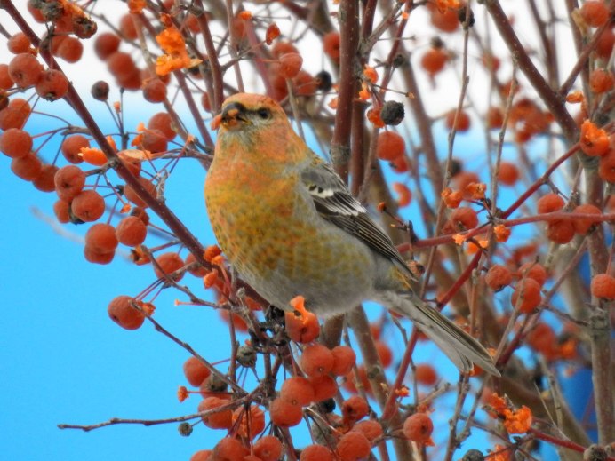 Птицы Пенсильвании