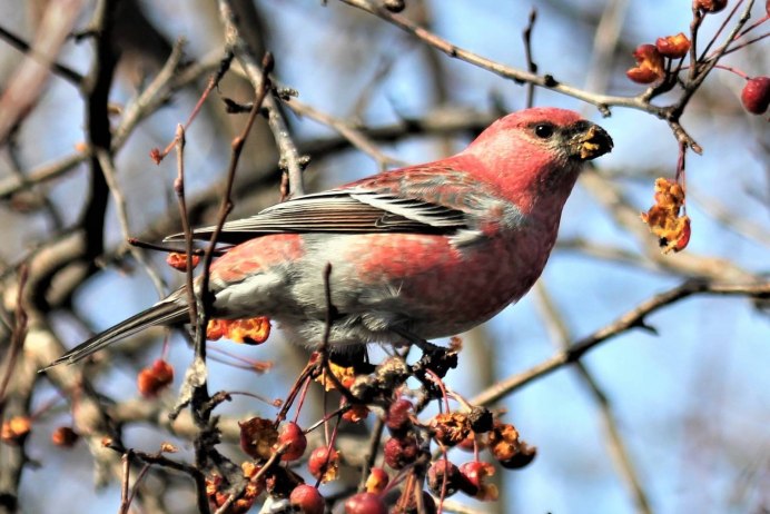 Птицы Щуры на Ямале
