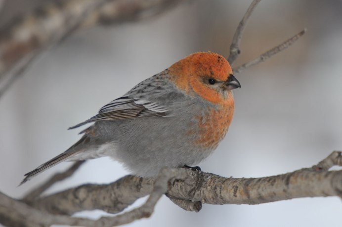 Кавказский Щур