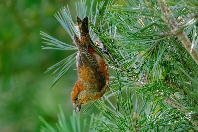 Птица с красным оперением Дальний Восток