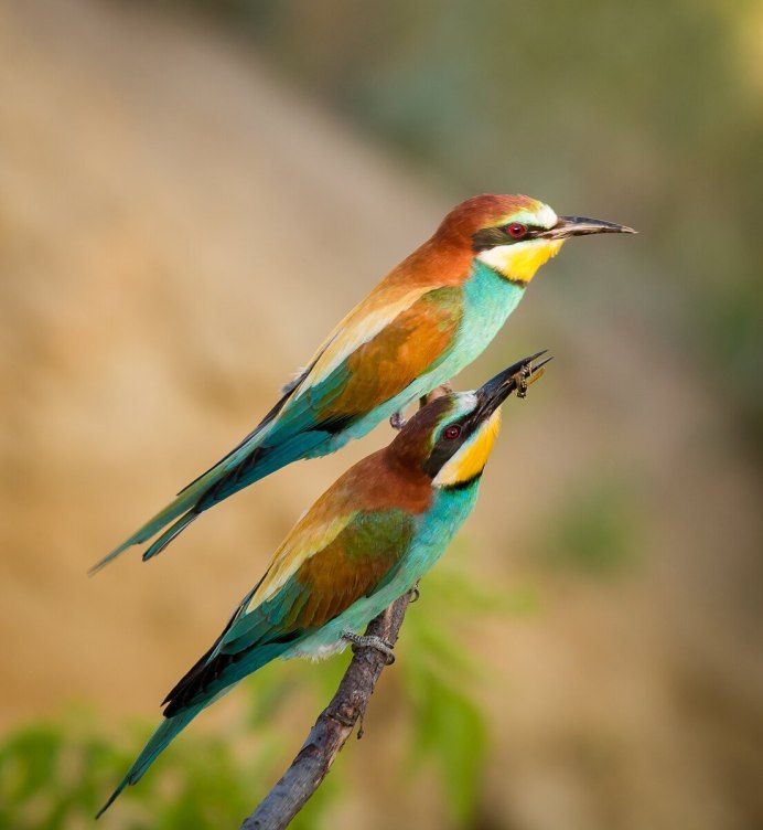 Клёст-еловик самец