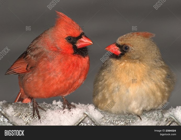 Золотые щурки птицы