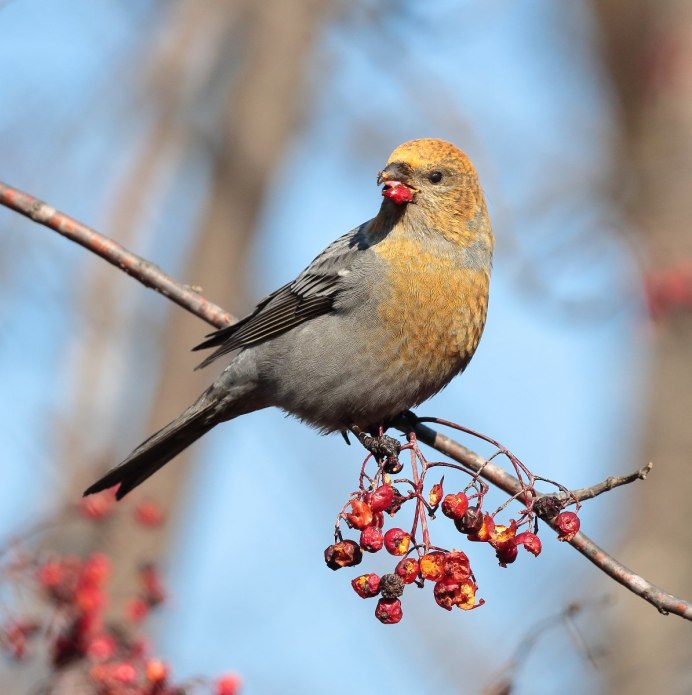 Щур Лесной птица