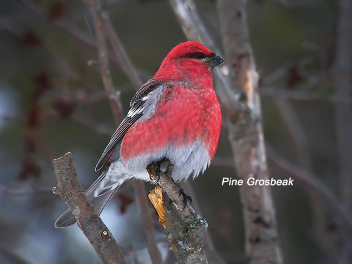 Щур птица самец и самка