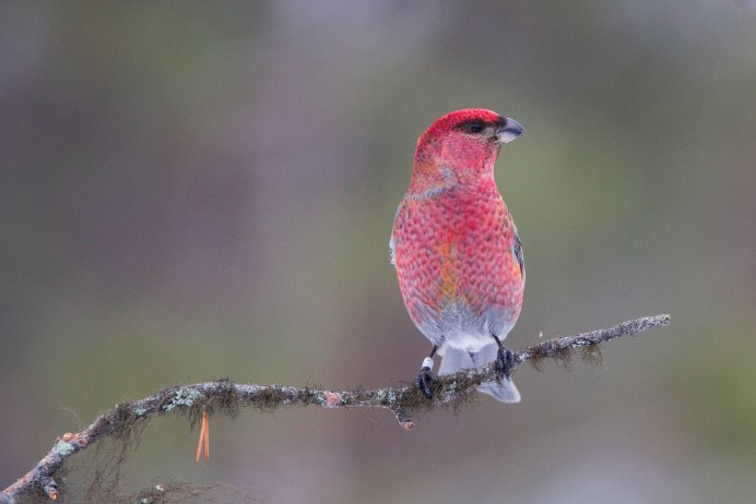Птица Щур обыкновенный Щур