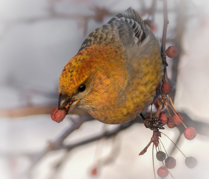 Вьюрковые: , Щур