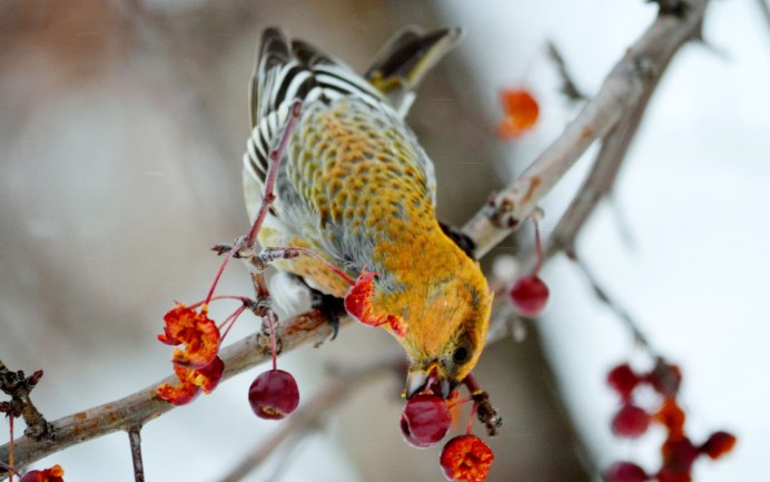 Таёжный Щур