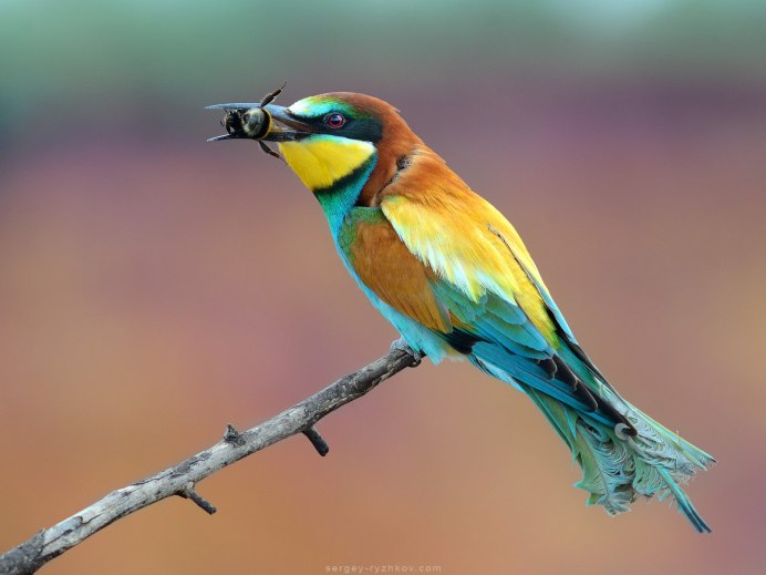 Птицы Щуры в Томске