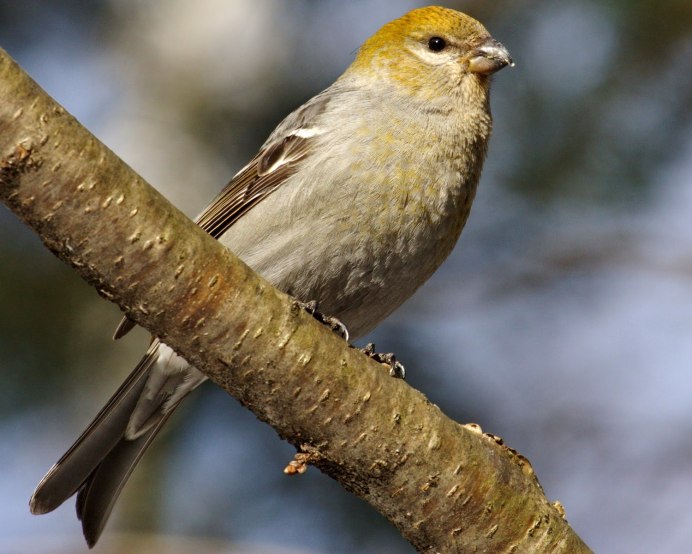 Щур птица зимой