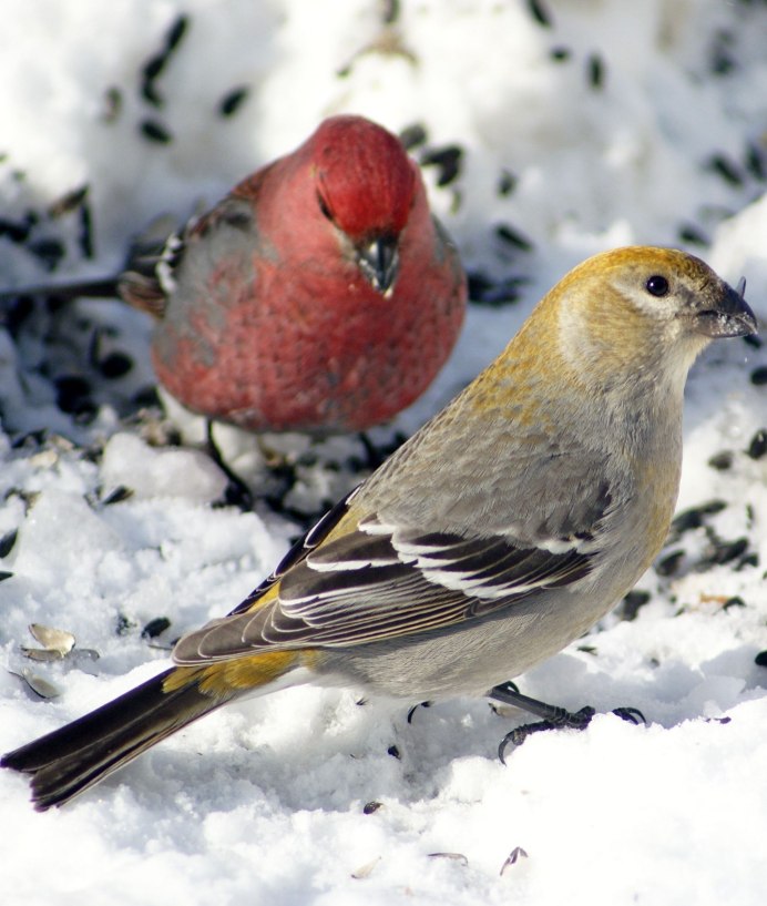 Птица Щур обыкновенный Щур