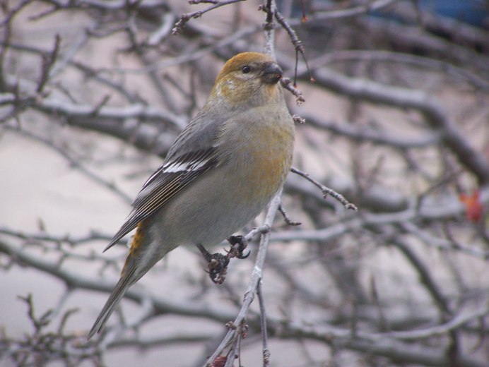 Зимующие птицы Щур