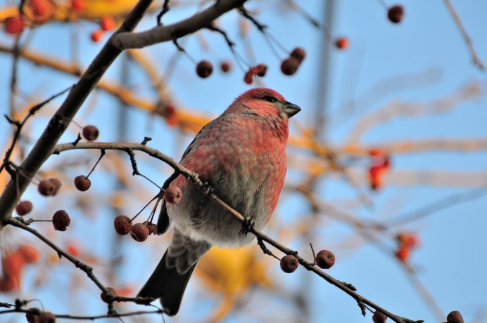 Обыкновенный Щур