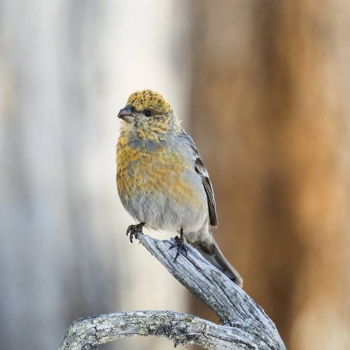 Щурка золотистая пчелоедка