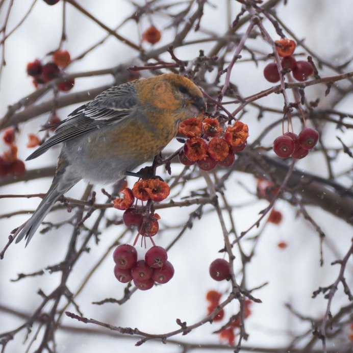 Щур птица самка