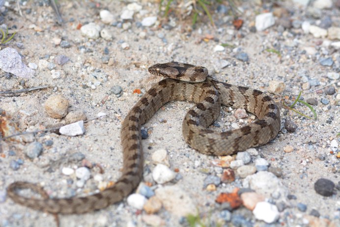 Гюрза змея Турция