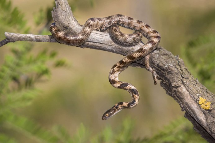 Змейка для кошек