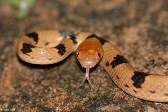 Намибская Кошачья змея