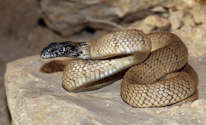 Ангольский питон