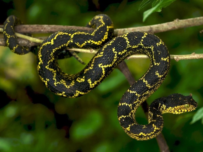 Армянская гадюка