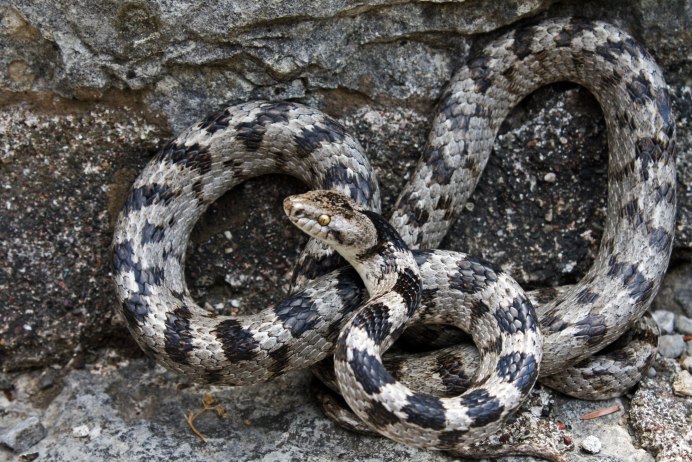 Черноголовая Кошачья змея