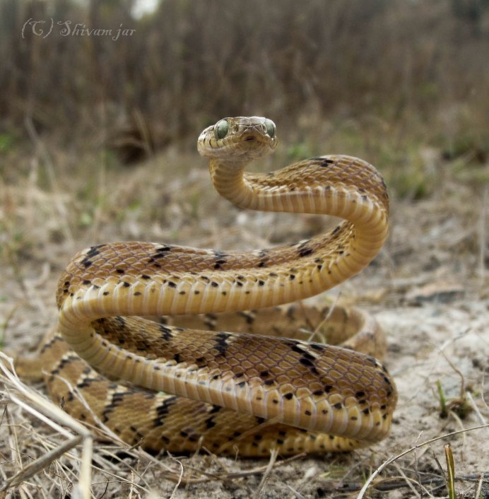 Кошачья змея рисунок