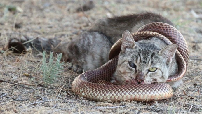 Укусы ядовитых животных