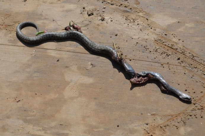 Гадюка, Гюрза, Эфа, Кобра