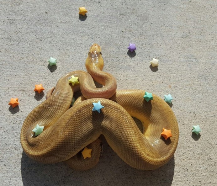 Black-headed Cat Snake
