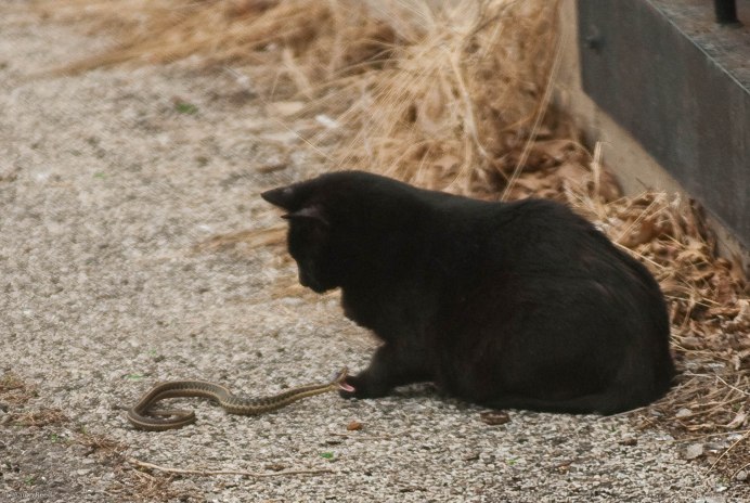 Кошачья змея