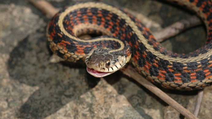 Гигантская Анаконда людоед