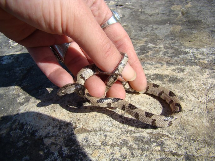 Гюрза Vipera lebetina
