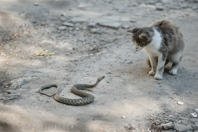 Гадюка обыкновенная питание