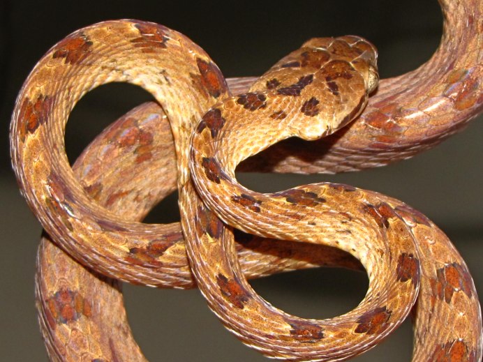 Змея на белом фоне