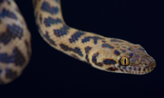 Королева змей сериал