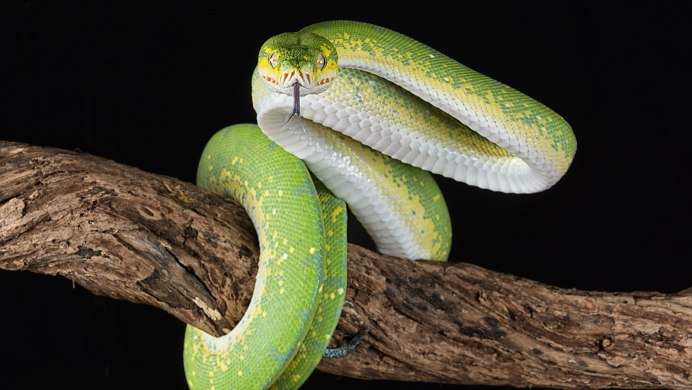 Полоз Лесной