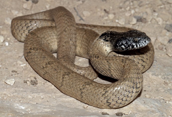 Малайский Крайт на белом фоне